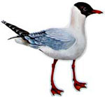 Black-headed Gull