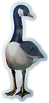 Canada Goose