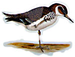 Common Sandpiper