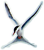 Common Tern