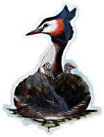 Great-Crested Grebe