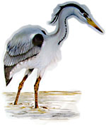 Heron