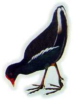 Moorhen