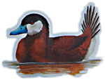 Ruddy Duck