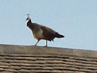 Peacock gives Witney man shock of his life