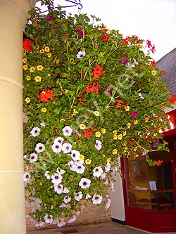 Hanging basket in Woolgate Centre Witney