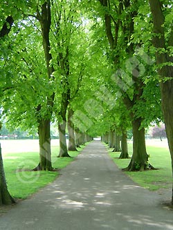 Trees in the Leys Recreation Ground, Witney