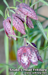 Snake's HEad Fritillary